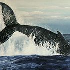 Delfine / Wale